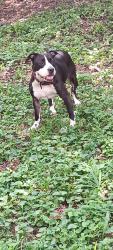 Reunited Female Dog last seen Near east d street,, Belleville, IL 62220