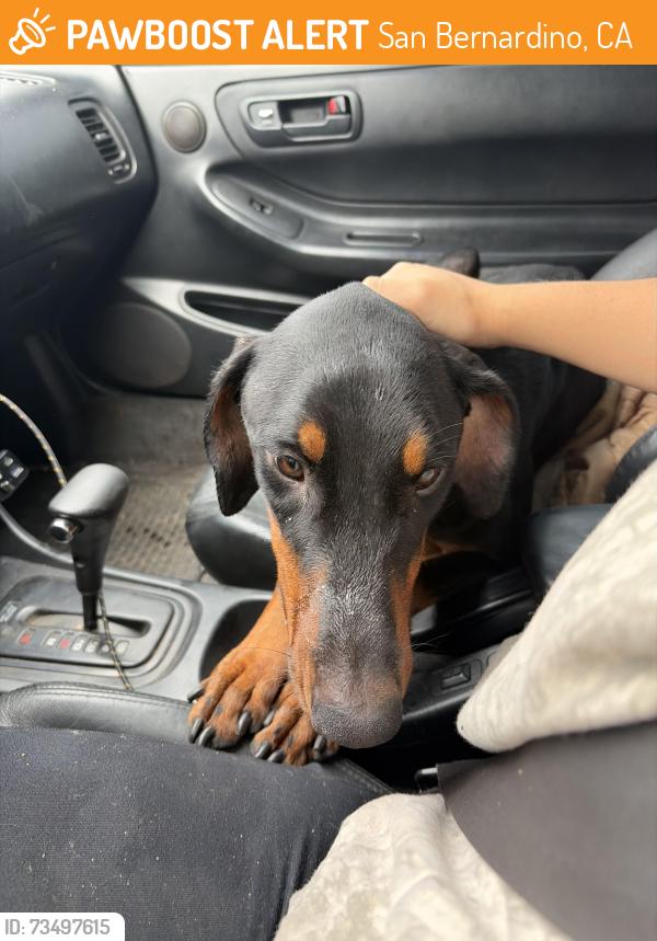 Found/Stray Female Dog last seen Mt Vernon & 10th st, San Bernardino, CA 92411