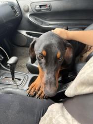 Found/Stray Female Dog last seen Mt Vernon & 10th st, San Bernardino, CA 92411