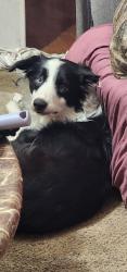 Reunited Male Dog last seen Se 59th and Eastern okc, Oklahoma City, OK 73129