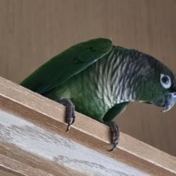 Reunited Unknown Bird last seen Las Brisas Pacifica community, San Marcos, CA 92078