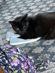 Reunited Female Cat last seen Orchard and Saxer Ave, Springfield Township, PA 19064