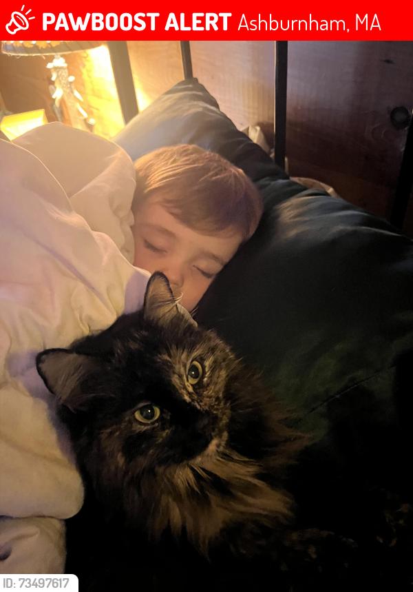 Lost Female Cat last seen Ripple Beach, Ashburnham, MA 01430