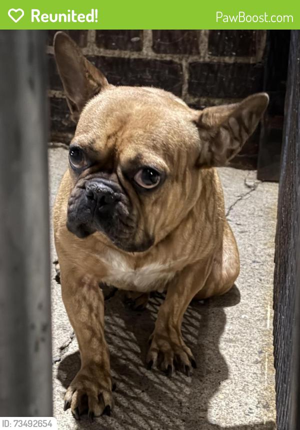 Reunited Female Dog last seen Target Flatbush junction, Brooklyn, NY 11210