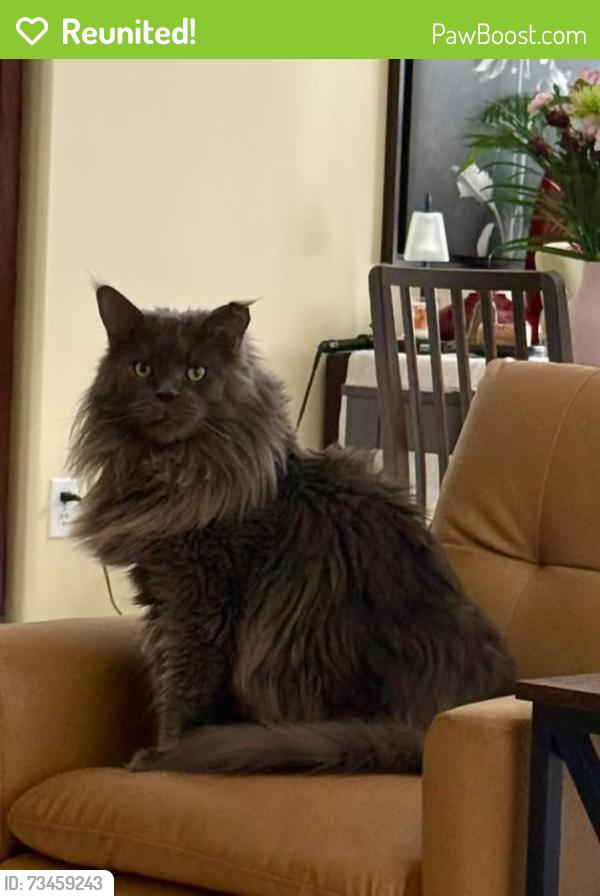 Reunited Male Cat last seen Lacewood Drive, near Bayers Lake, Halifax, NS B3S 1L4
