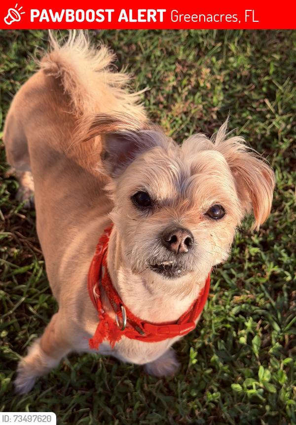 Lost Female Dog last seen Willoughby farms, Greenacres, FL 33463