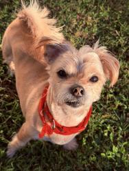 Lost Female Dog last seen Willoughby farms, Greenacres, FL 33463