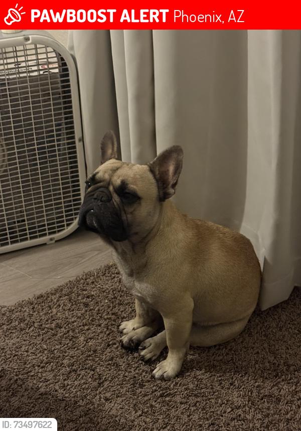 Lost Male Dog last seen 99th and campbell, Phoenix, AZ 85037