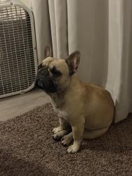 Lost Male Dog last seen 99th and campbell, Phoenix, AZ 85037
