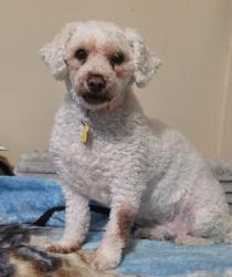 Lost Female Dog last seen Across the street from Chestnutty bargains, Cressona, PA 17929