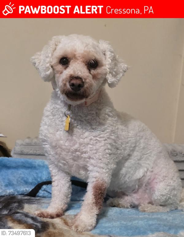 Lost Female Dog last seen Across the street from Chestnutty bargains, Cressona, PA 17929