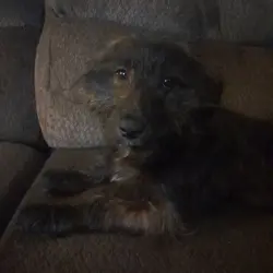 Lost Male Dog last seen Sweet Maiden Dr street, San Antonio, TX 78242