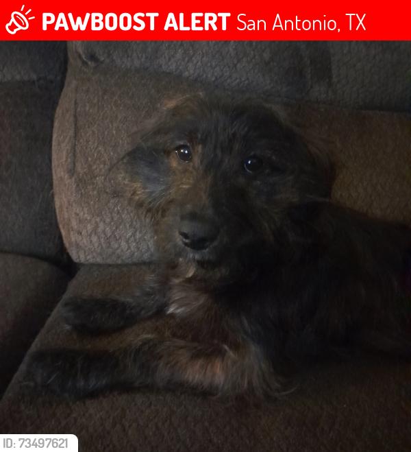 Lost Male Dog last seen Sweet Maiden Dr street, San Antonio, TX 78242