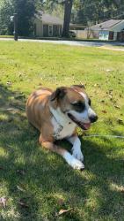 Reunited Female Dog last seen Woodland Dr Columbus GA and Alta Vista Dr Columbus GA, Columbus, GA 31907