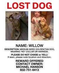 Lost Female Dog last seen 111th Ave and Indian School, Phoenix, AZ 85037