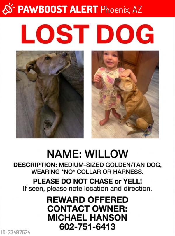 Lost Female Dog last seen 111th Ave and Indian School, Phoenix, AZ 85037