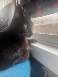 Reunited Female Cat last seen Dollar General, Modesto, CA 95350