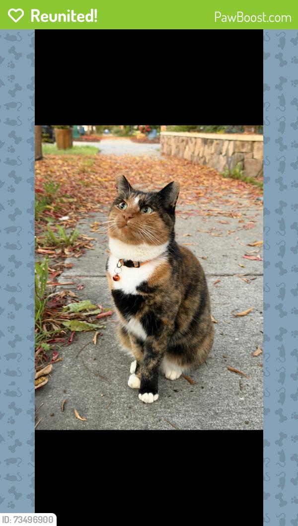 Reunited Female Cat last seen Fulton rd., Santa Rosa, CA 95403