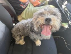 Reunited Unknown Dog last seen Kirtland Airforce Base, Albuquerque, NM 87123
