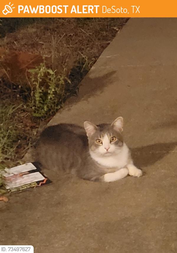 Found/Stray Unknown Cat last seen Cockrell Hill & Beltline, DeSoto, TX 75115