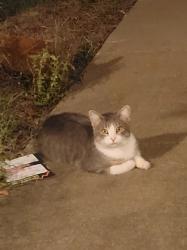 Found/Stray Unknown Cat last seen Cockrell Hill & Beltline, DeSoto, TX 75115