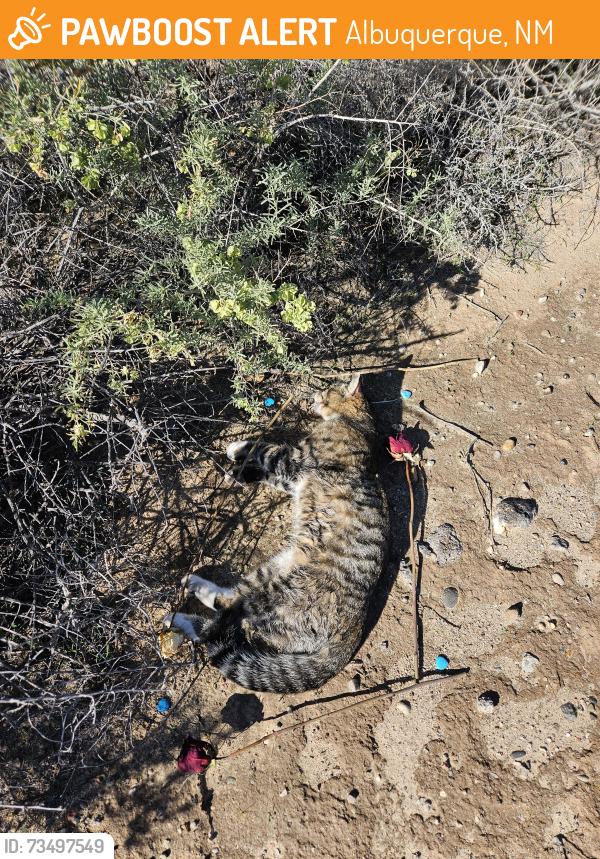Found/Stray Unknown Cat last seen Found on St. Joseph's just west of Ladera, Albuquerque, NM 87120