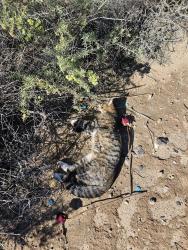 Found/Stray Unknown Cat last seen Found on St. Joseph's just west of Ladera, Albuquerque, NM 87120