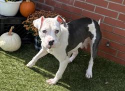 Shelter Stray Female Dog last seen Near BLOCK ALTER RD, DETROIT, MI 48215, 1431 E Ferry St, Detroit, MI 48211, USA