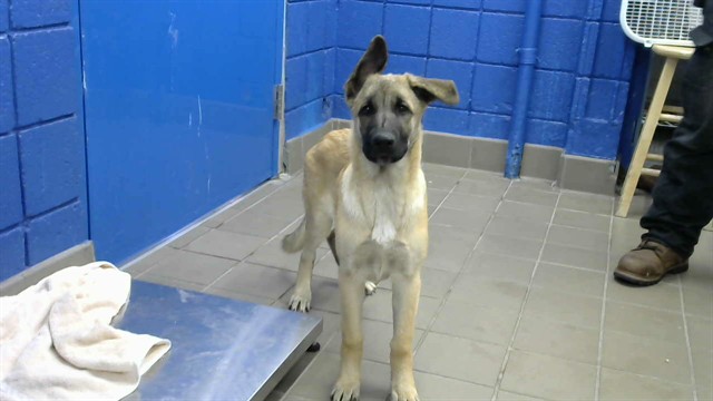 Shelter Stray Female Dog last seen GALBADON AND DURANES, 8920 Lomas Blvd NE, Albuquerque, NM 87112, USA