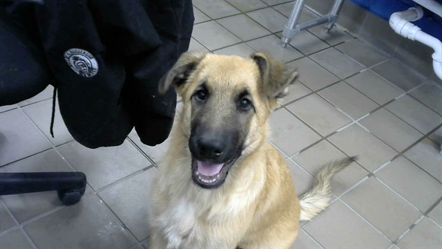 Shelter Stray Female Dog last seen GALBADON AND DURANES, 8920 Lomas Blvd NE, Albuquerque, NM 87112, USA
