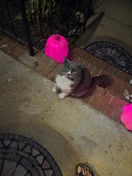 Found/Stray Male Cat last seen Neighborhood across the street from TR highschool, Greenville County, SC 29687
