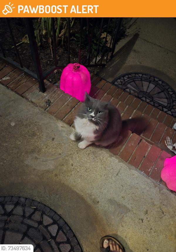 Found/Stray Male Cat last seen Neighborhood across the street from TR highschool, Greenville County, SC 29687