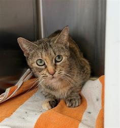 Shelter Stray Female Cat last seen Near BLOCK RIVERDALE RD #88, 12155 Park Blvd, Brighton, CO 80601, USA
