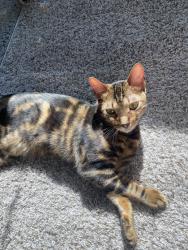 Lost Male Cat last seen 70th Ave., Phoenix, AZ 85339