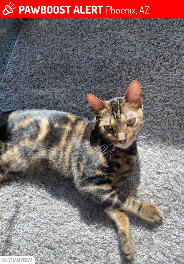 Lost Male Cat last seen 70th Ave., Phoenix, AZ 85339