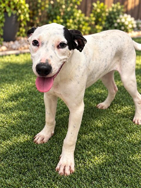 Shelter Stray Male Dog last seen 1ST STREET, 1601 Airport Rd, Shelby, NC 28150, USA
