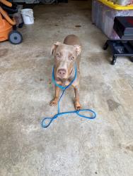 Found/Stray Female Dog last seen unk, Forest Park, GA 30297