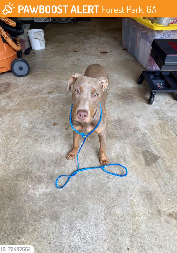 Found/Stray Female Dog last seen unk, Forest Park, GA 30297