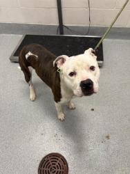 Shelter Stray Male Dog last seen Near, 5001 E Raymond St, Indianapolis, IN 46203, USA