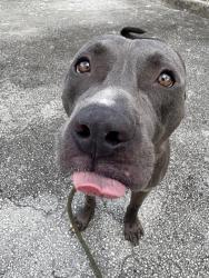 Shelter Stray Male Dog last seen Near BLOCK BISCAYNE BLVD, 3599 NW 79th Ave, Doral, FL 33122, USA