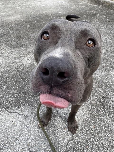 Shelter Stray Male Dog last seen Near BLOCK BISCAYNE BLVD, 3599 NW 79th Ave, Doral, FL 33122, USA