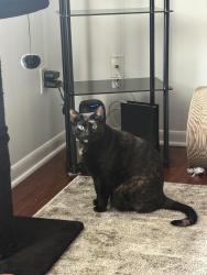 Lost Female Cat last seen Fox lake rd, Titusville, FL 32780