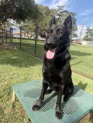 Reunited Male Dog last seen Near 6th st, Ontario, CA 91762