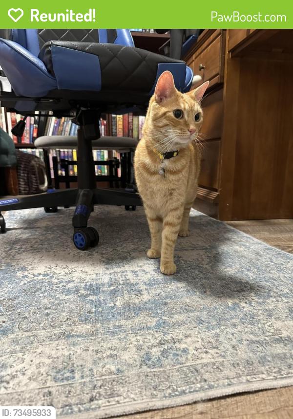 Reunited Unknown Cat last seen Near wendover drive, Hamilton, ON L9C 2S7