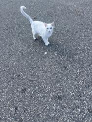 Found/Stray Female Cat last seen Market street, Paterson, NJ 07504