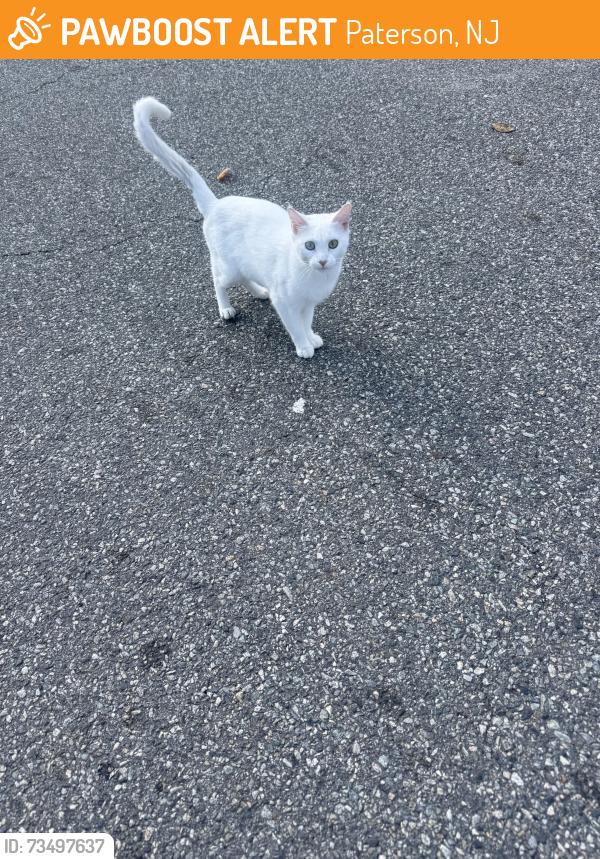 Found/Stray Female Cat last seen Market street, Paterson, NJ 07504