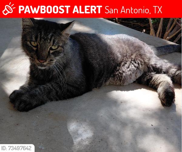 Lost Male Cat last seen Gainesborough and Callaghan, San Antonio, TX 78230