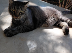Lost Male Cat last seen Gainesborough and Callaghan, San Antonio, TX 78230