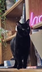 Reunited Female Cat last seen Black Kite & Aviary Woods (near Elk Grove Florin), Elk Grove, CA 95624