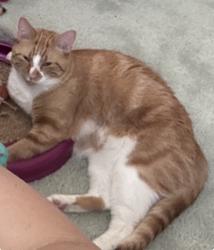 Reunited Male Cat last seen Near Hillsboro Ave across from Leverette Ln, Edwardsville, IL 62025